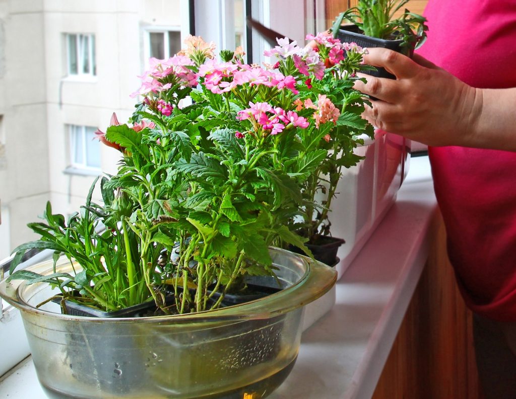 Windowsill garden